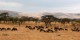 Tanzanie - 2010-09 - 119 - Serengeti- Gnous